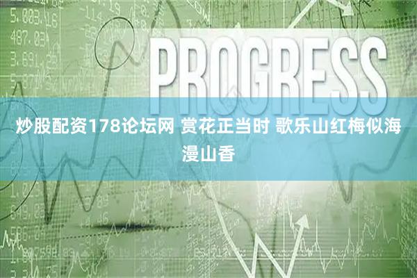 炒股配资178论坛网 赏花正当时 歌乐山红梅似海漫山香